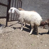 کاور تخمی