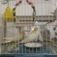 ۲ عدد عروس هلندی ماده