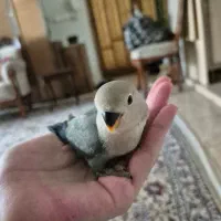 فروش ویژه جوجه طوطی برزیلی دست‌آموز با رنگ خاص