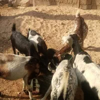 گهره بز