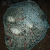 جل میگی