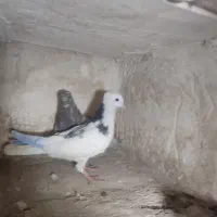 جوجه‌پرشی