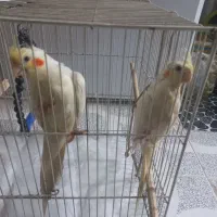 عروس هلندی جفت