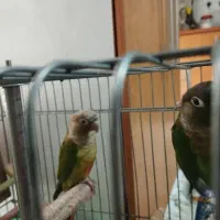 گرینچیک نرو ماده جفت خورده