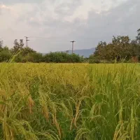 خانه کلنگی و شالیزار ۲۴۳۰۰متر