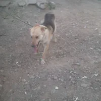 سگ زرنگ