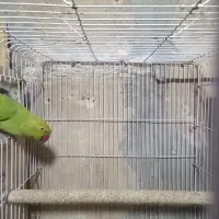 سلام دوستان عزیز یک عدد ماده ملنگو سند سه سال