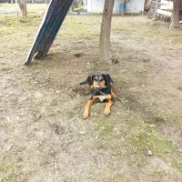 توله سگ نگهبان یا شکاری نژادش روخوب نمیدونم رایگان