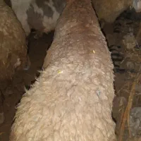 بره قوچ چینی
