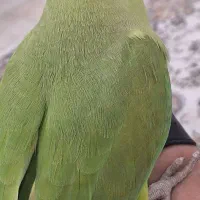ملنگو وراهب دستی سنگ وفوقعاده شیطون