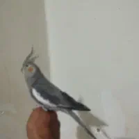 سه عدد عروس هلندی ماده فول دستی مولد ضمانتی