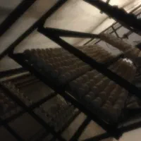 جوجه درجه یک ۰
