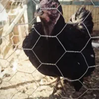 مرغ افغان لاری اصل