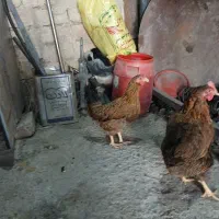 مرغ تخم گزار فوری
