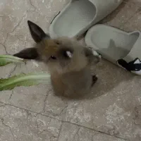 خرگوش لوپ نر