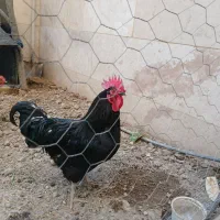 خروس و مرغ