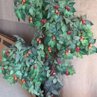 درخچه