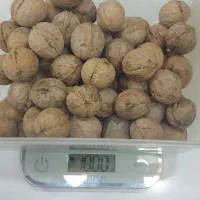 فروش عمده گردو خارجی برند معروف، کیفیت فوق العاده