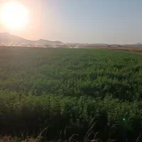 یونجه