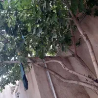 خانه-قدیمی-ساخت-دخانیات