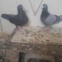 کفتر