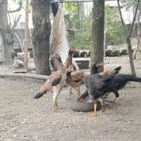 مرغ لاری