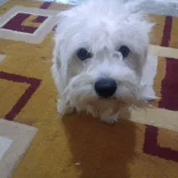 شیت.سونر