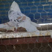 پشت سرور  سفید  ماهرو