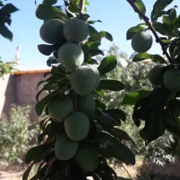 سس الو ملس و غلیظ....دست ساز و خونگی