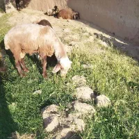 شیشک افشاری هترو لاکن عصف خارجی