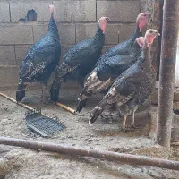 بو قلمون...