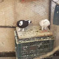 کفتر کبوتر