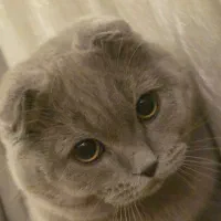 گربه اسکاتیش و بریتیش