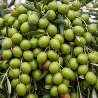 فروش نهال زیتون با ضمانت و لیبل دار