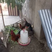 مرغ تخم‌گذار