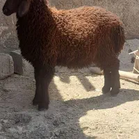 بره نر