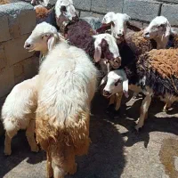 گاو میش پلنگی