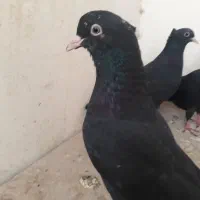 جوجه سینه