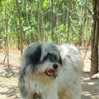 سگ پاکوتاه
