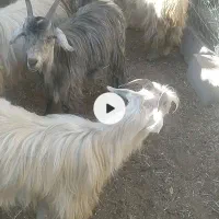 بز (کولار)