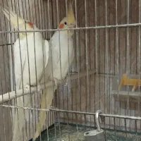 سرخکن باروغن