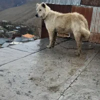 سگ ماده