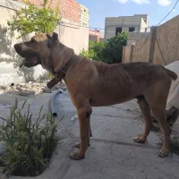 سرابی اصیل واگذاری (معاوضه)