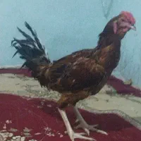 خروس  لای