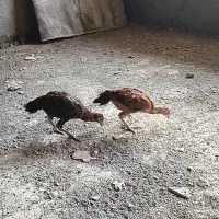 جوجه لاری