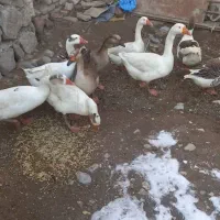 غاز محلی|حیوانات مزرعه|سرعین, |دیوار