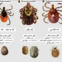 سمپاشی سوسک سمپاشی سوسک