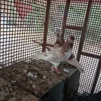 جفت کفتر پرشی