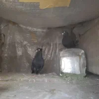 یک جفت کبوتر آبادانی چشم ونوک