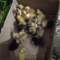 جوجه اردک پکنی یک هفته ای